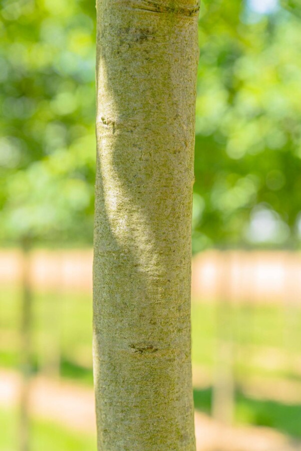 Quercus coccinea Quercus coccinea