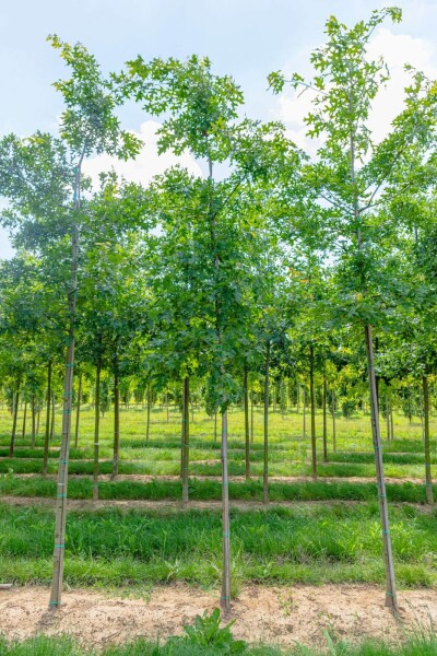 Quercus coccinea Hochstamm Quercus coccinea Hochstamm