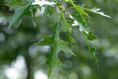 Quercus coccinea hochstamm 12/14