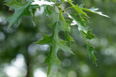 Quercus coccinea HO 12/14 P/K Quercus coccinea Hochstamm 12/14