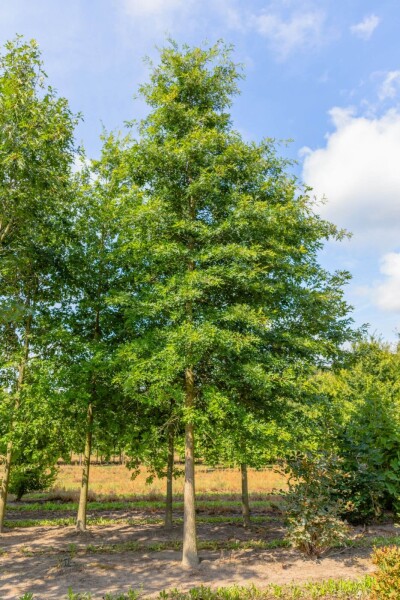 Quercus coccinea 'Splendens' Quercus coccinea 'Splendens'