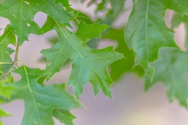 Quercus coccinea 'Splendens'