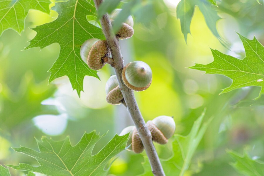 Quercus coccinea 'Splendens' Quercus coccinea 'Splendens'