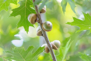 Quercus coccinea 'Splendens' Quercus coccinea 'Splendens'