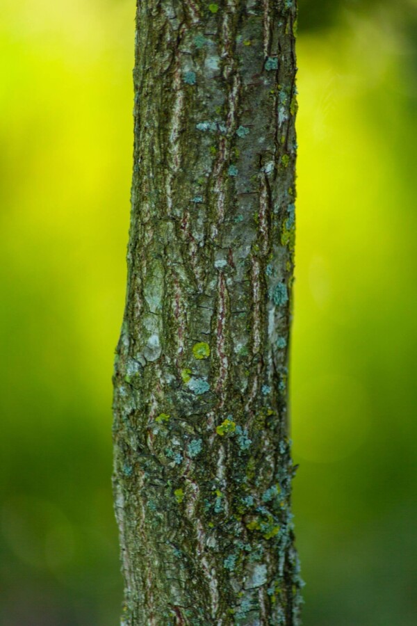 Quercus dentata Quercus dentata