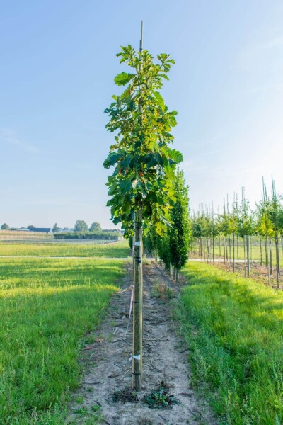 Quercus dentata Hochstamm Quercus dentata Hochstamm