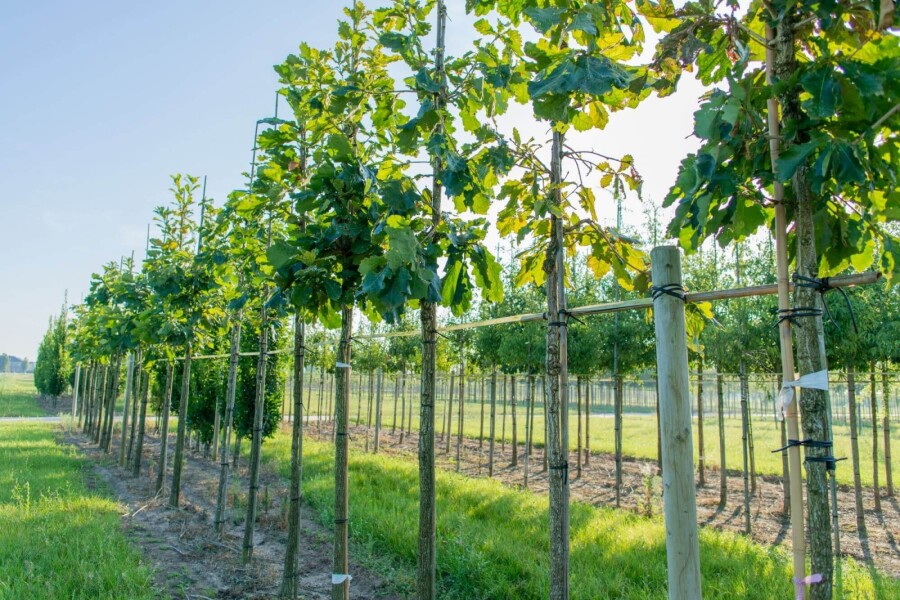 Quercus dentata HO 14/16 P/K Quercus dentata Hochstamm 14/16
