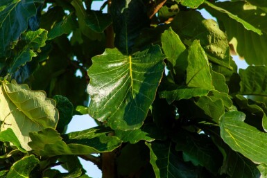 Quercus dentata hochstamm 14/16