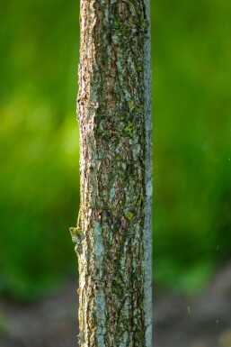 Quercus dentata hochstamm 14/16