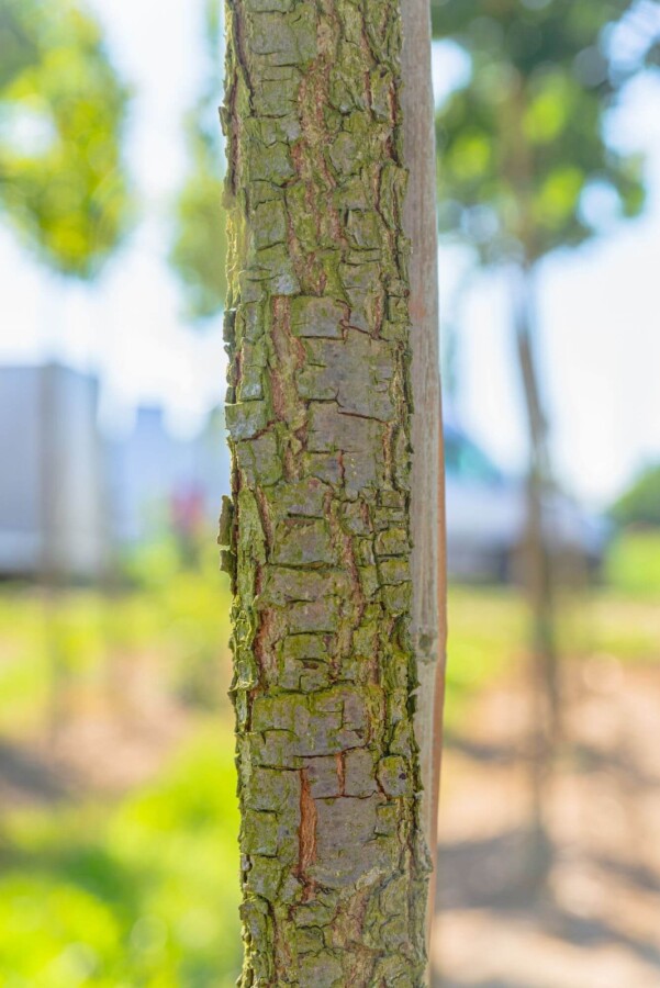 Quercus frainetto Quercus frainetto