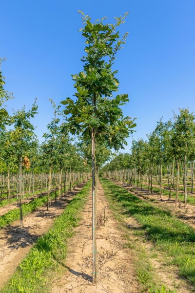 Quercus frainetto Hochstamm Quercus frainetto Hochstamm