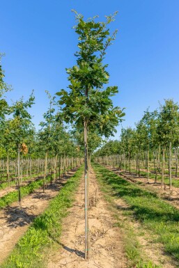 Quercus frainetto HO 14/16 P/K Quercus frainetto Hochstamm 14/16