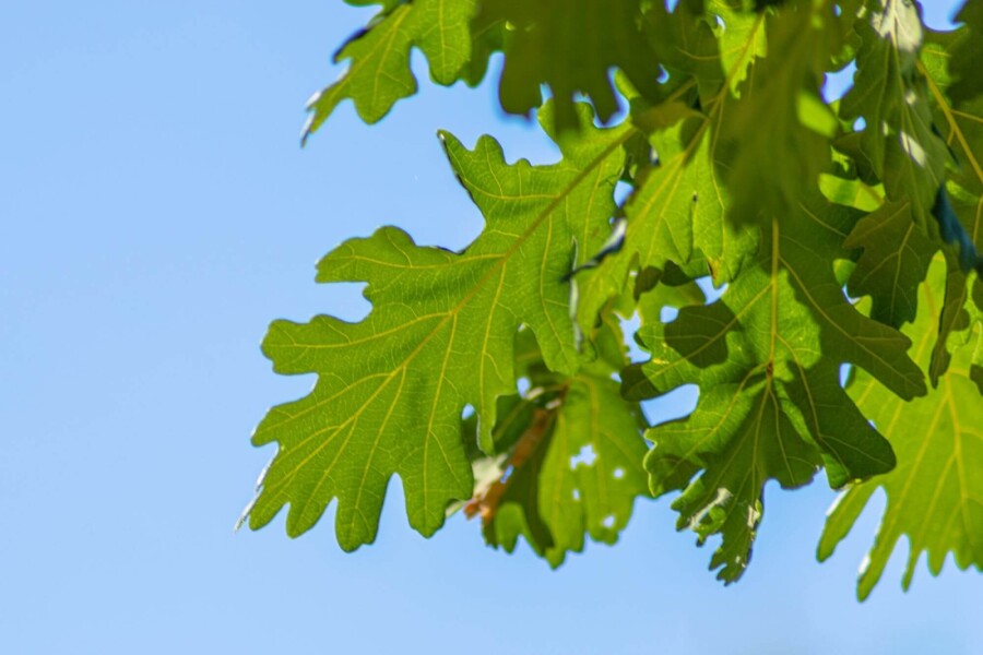 Quercus frainetto HO 14/16 P/K Quercus frainetto Hochstamm 14/16