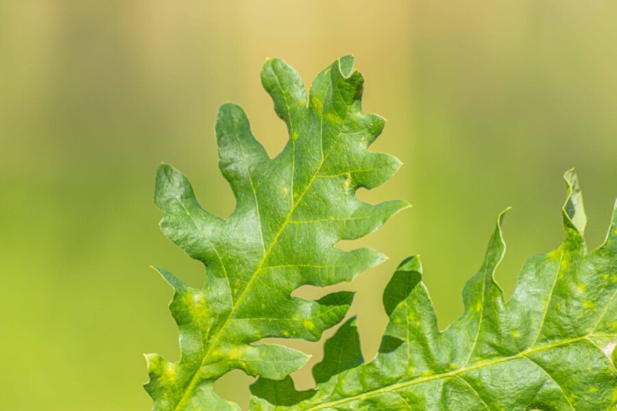Quercus frainetto HO 14/16 P/K Quercus frainetto Hochstamm 14/16