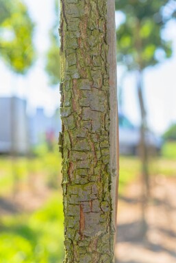 Quercus frainetto HO 14/16 P/K Quercus frainetto Hochstamm 14/16