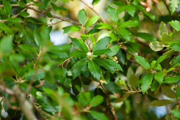 Quercus ilex Quercus ilex
