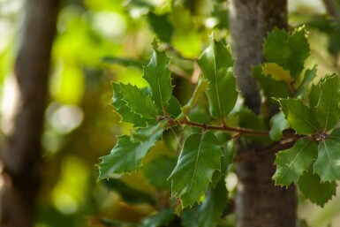 Quercus ilex