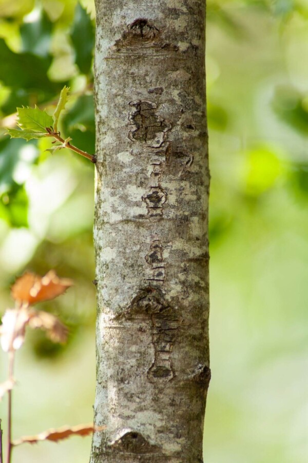 Quercus ilex Quercus ilex
