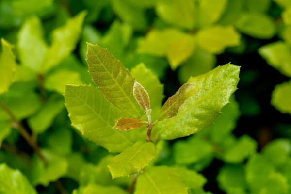 Quercus ilex hoogstam