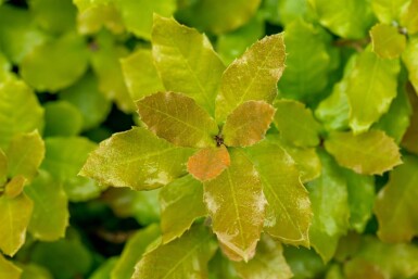 Quercus ilex hochstamm 10/12