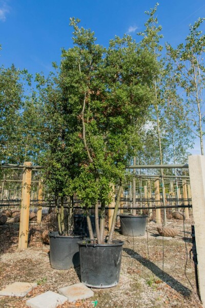 Quercus ilex meerstammig