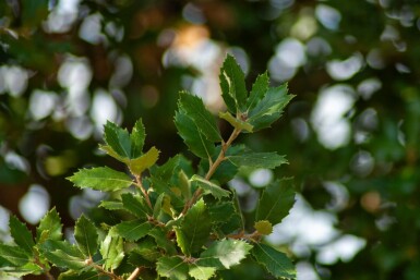 Quercus ilex mehrstämmig 200-250