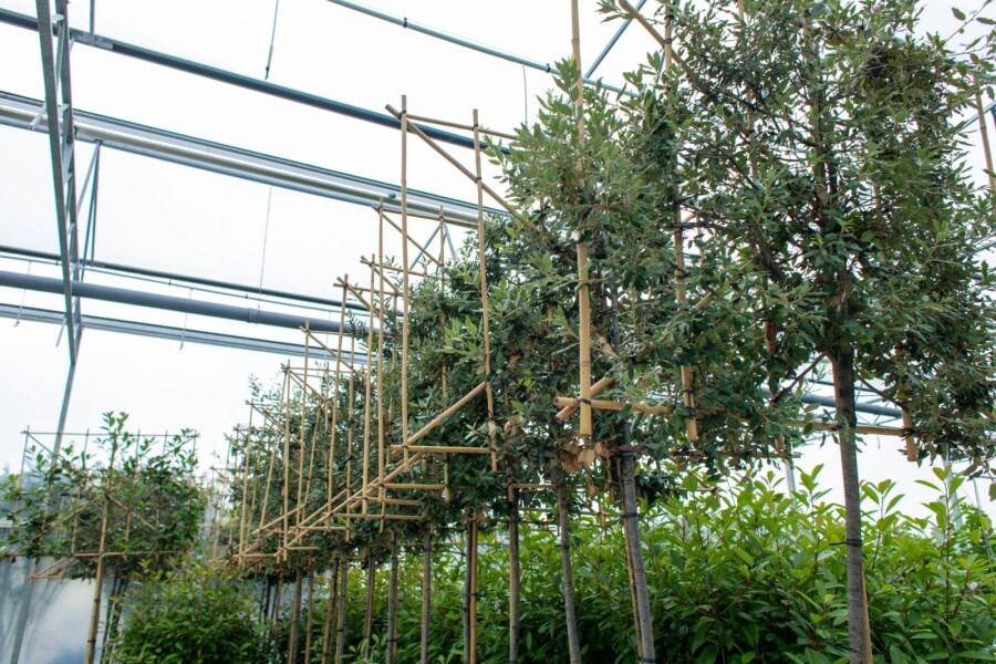 Quercus ilex LE 6/8 180 150b120h P/K Quercus ilex Spalierbaum 6/8 180cm Stamm 150b x 120h
