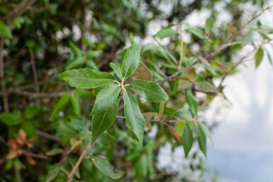 Quercus ilex spalierbaum 6/8 180cm Stamm 150b x 120h