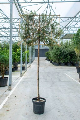 Quercus ilex spalierbaum 6/8 180cm Stamm 150b x 120h