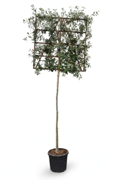 Quercus ilex Spalierbaum