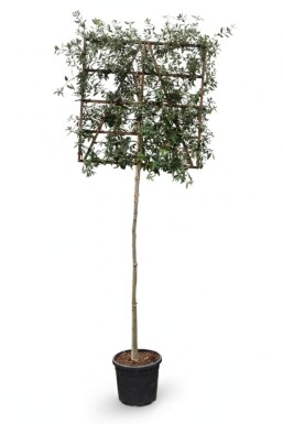 Quercus ilex Spalierbaum 8/10 150cm Stamm 150b x 120h