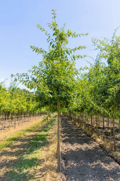 Quercus imbricaria Quercus imbricaria