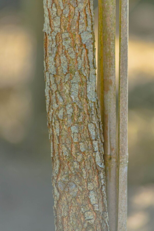 Quercus imbricaria Quercus imbricaria