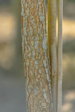 Quercus imbricaria Quercus imbricaria
