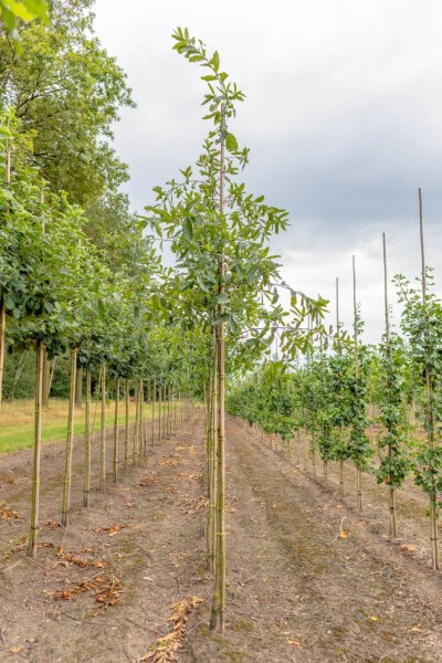 Quercus imbricaria Hochstamm Quercus imbricaria Hochstamm