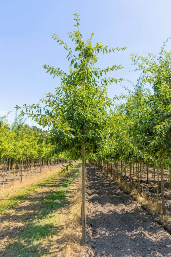 Quercus imbricaria HO 10/12 P/K Quercus imbricaria Hochstamm 10/12