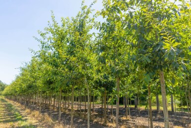 Quercus imbricaria HO 10/12 P/K Quercus imbricaria Hochstamm 10/12