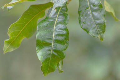 Quercus imbricaria HO 10/12 P/K Quercus imbricaria Hochstamm 10/12