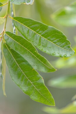 Quercus imbricaria HO 10/12 P/K Quercus imbricaria Hochstamm 10/12