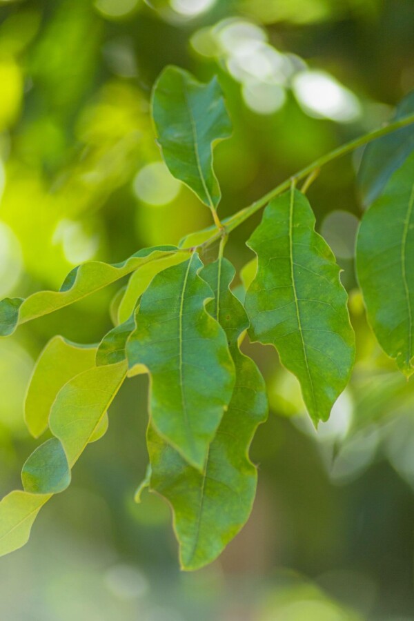 Quercus imbricaria HO 10/12 P/K Quercus imbricaria Hochstamm 10/12