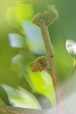 Quercus imbricaria hochstamm 10/12