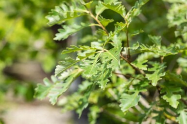 Quercus macrocarpa