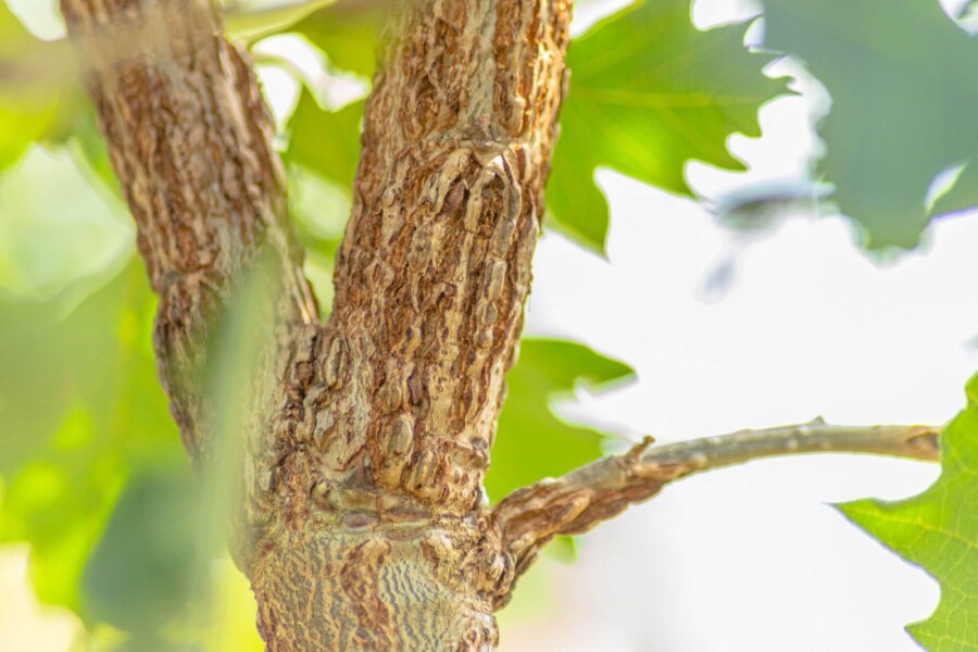 Quercus macrocarpa Quercus macrocarpa
