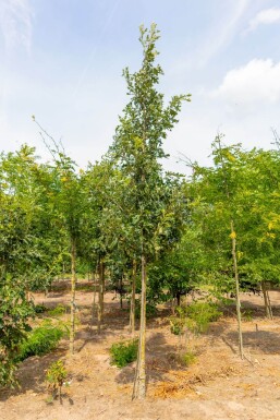 Quercus macrocarpa hochstamm 10/12