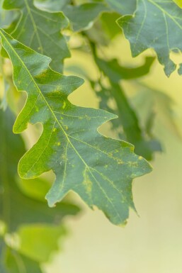 Quercus macrocarpa hochstamm 10/12