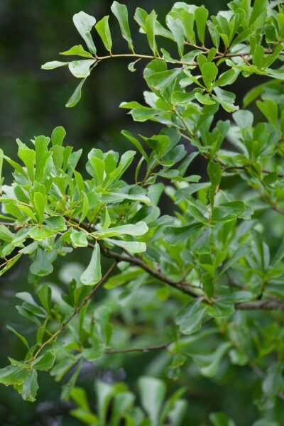 Quercus nigra Hochstamm Quercus nigra Hochstamm