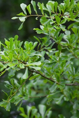 Quercus nigra HO 14/16 P/K Quercus nigra Hochstamm 14/16