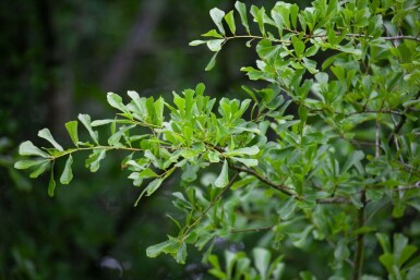 Quercus nigra HO 14/16 P/K Quercus nigra Hochstamm 14/16