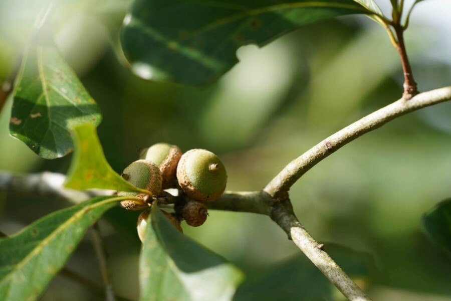 Quercus nigra HO 14/16 P/K Quercus nigra Hochstamm 14/16