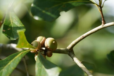 Quercus nigra HO 14/16 P/K Quercus nigra Hochstamm 14/16